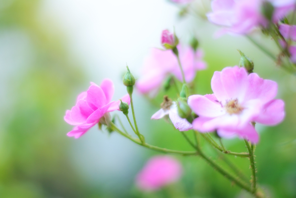 庭の花　試し撮り