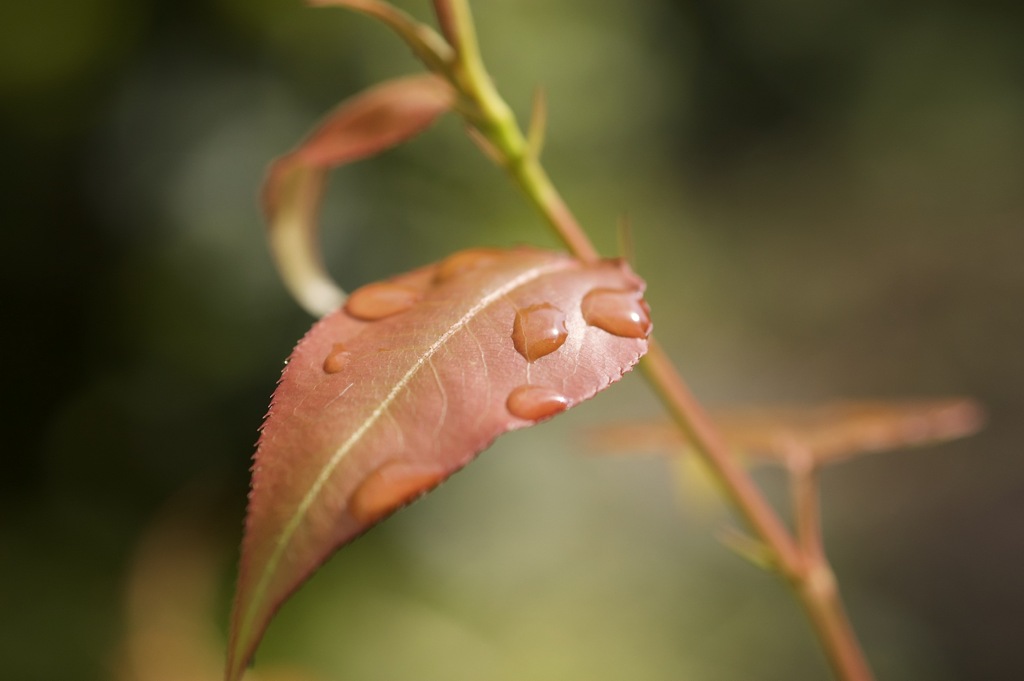 雨上がりの庭で。その1