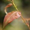 雨上がりの庭で。その1