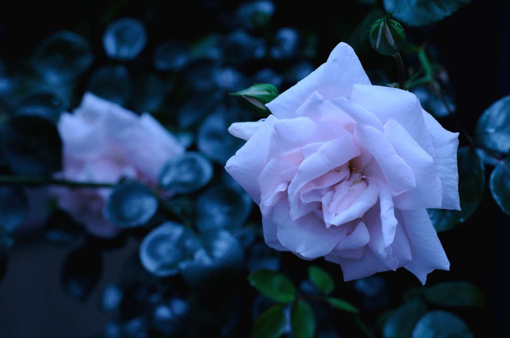 庭の薔薇　5/22 その1