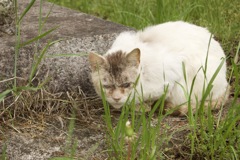 狛犬…猫？　神社その1