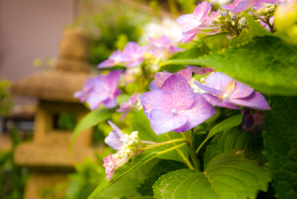 庭の紫陽花