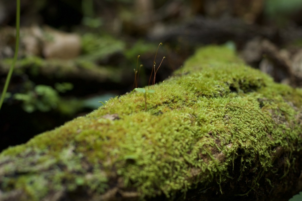 苔の楽園