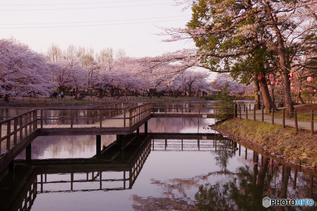 桜と沼