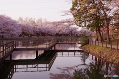 桜と沼