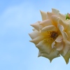 薔薇　6/2 その4