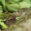 ピンボケ？してしまいました。 5/26 その6