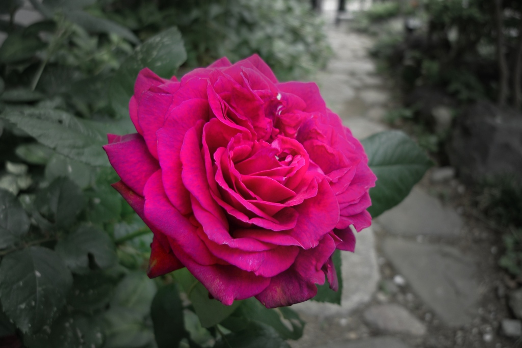 曇りのち薔薇