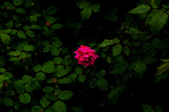 雨の薔薇