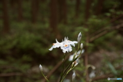 里山に咲いていたお花