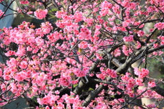 かくれんぼ
