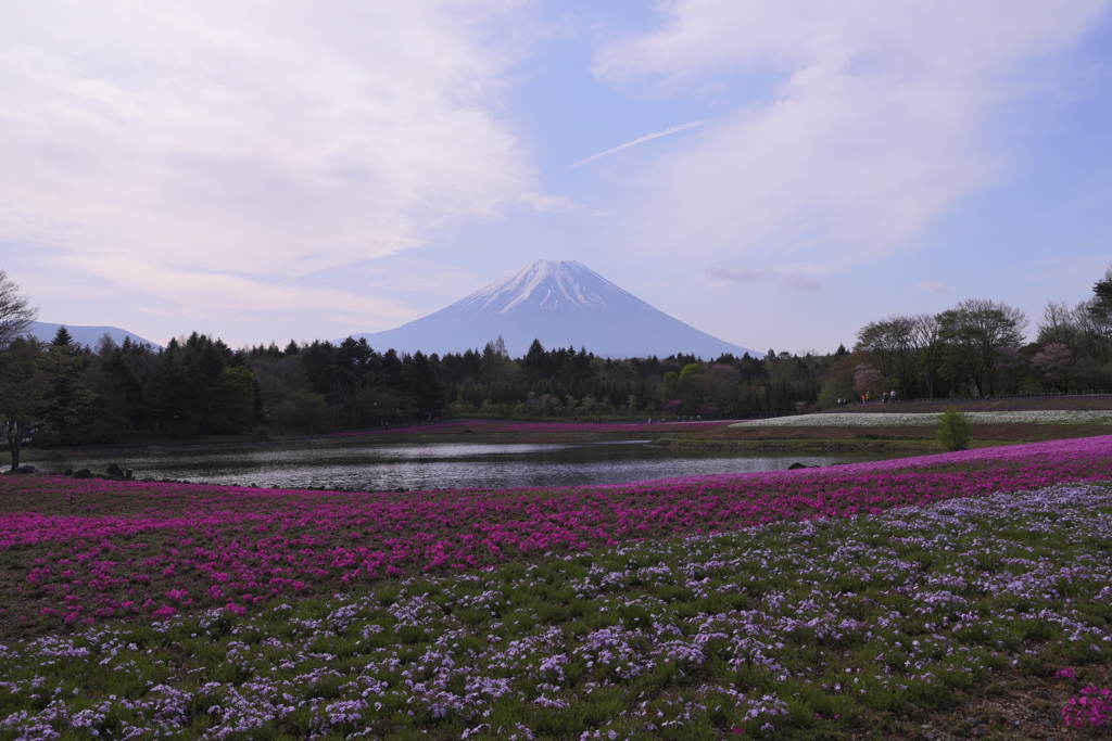 富士芝桜まつり