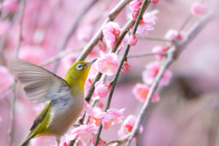 飛び立とう