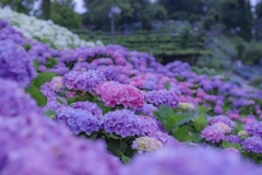 風早の郷の紫陽花