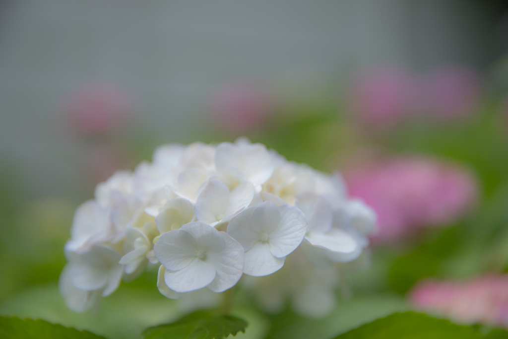 あめーの紫陽花