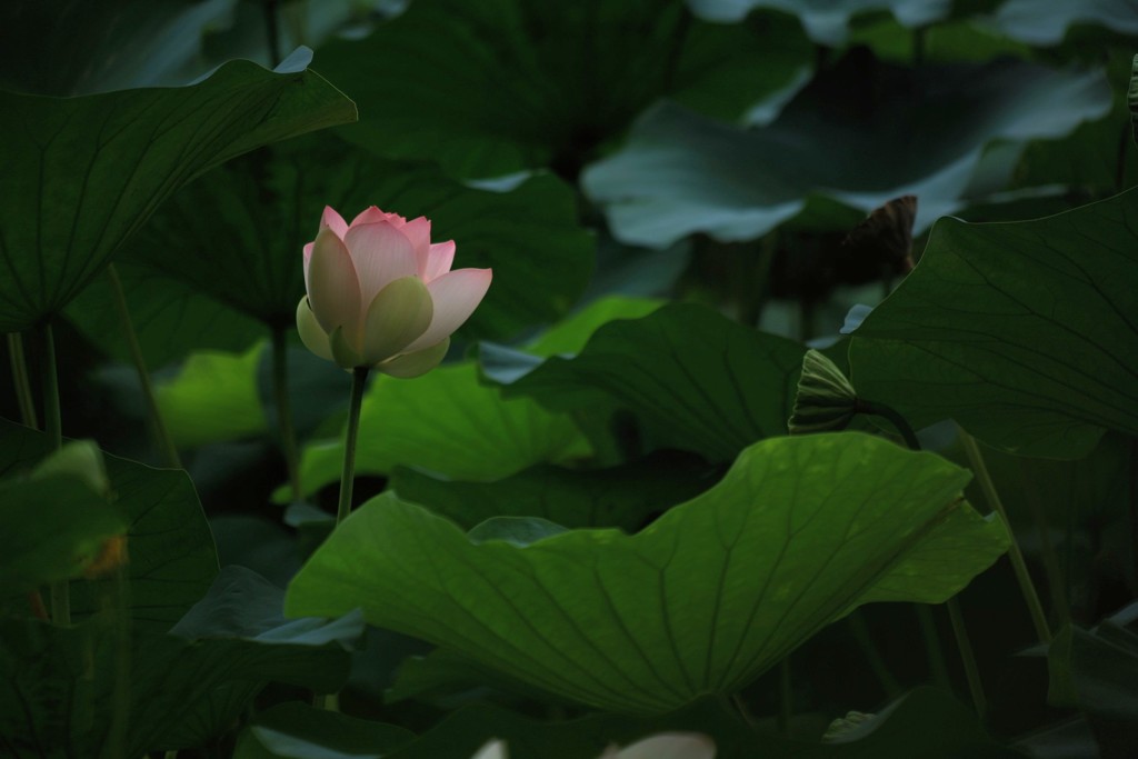 花開く