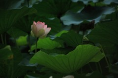 花開く