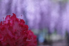 藤の花のたまぼけ