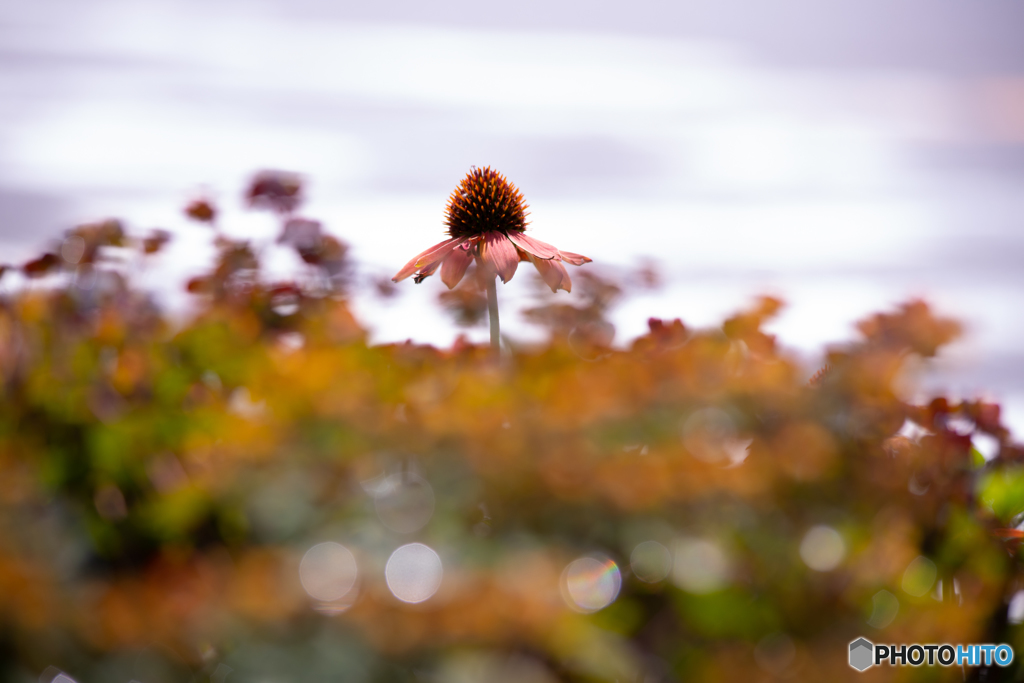なんだっけなぁ、この花
