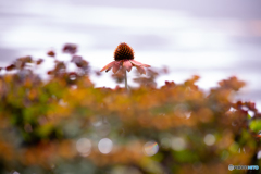 なんだっけなぁ、この花