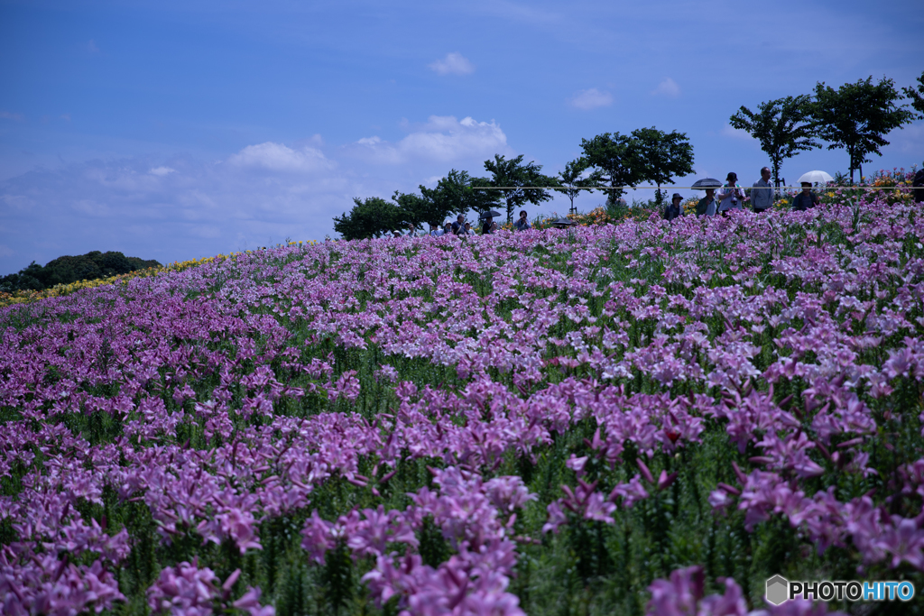 大阪舞洲ユリ園
