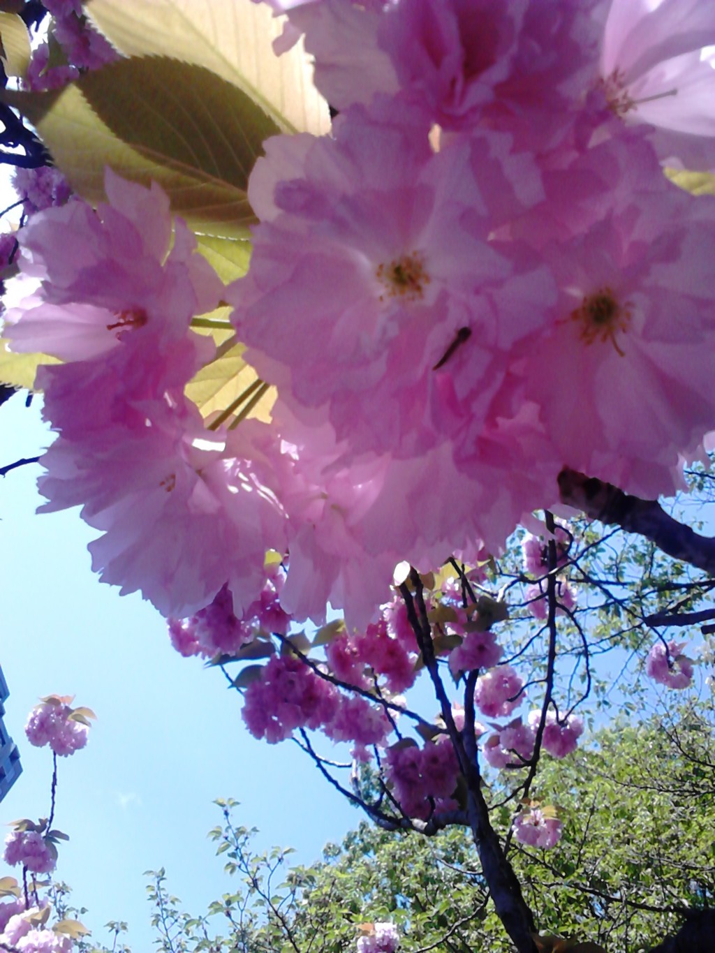 八重桜 中古スマホで撮影