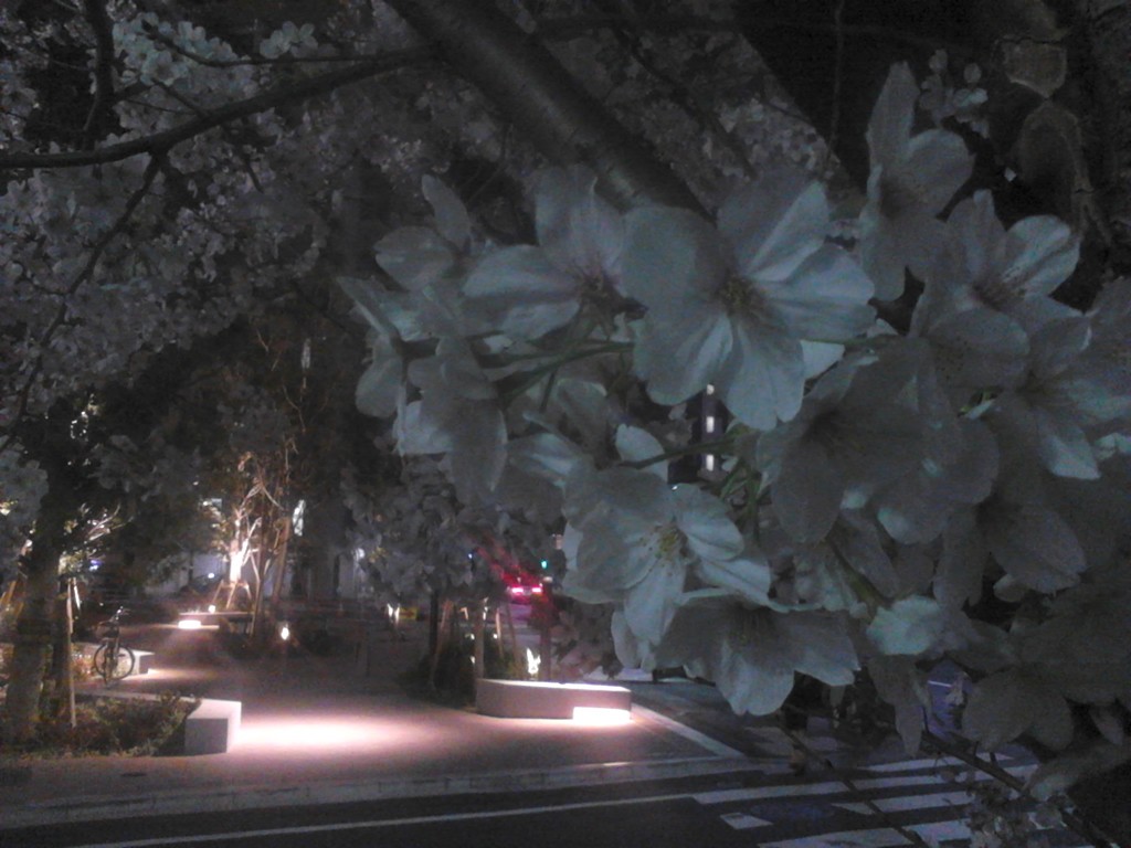 夜桜 中古スマホで撮影