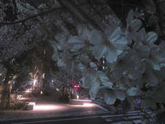 夜桜 中古スマホで撮影