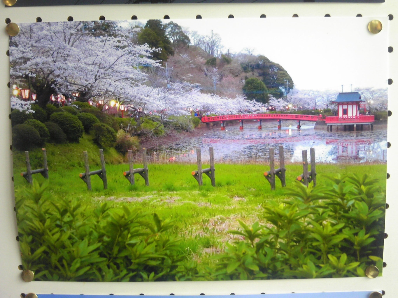 娘が撮った公園のサクラ ガラケーで撮影