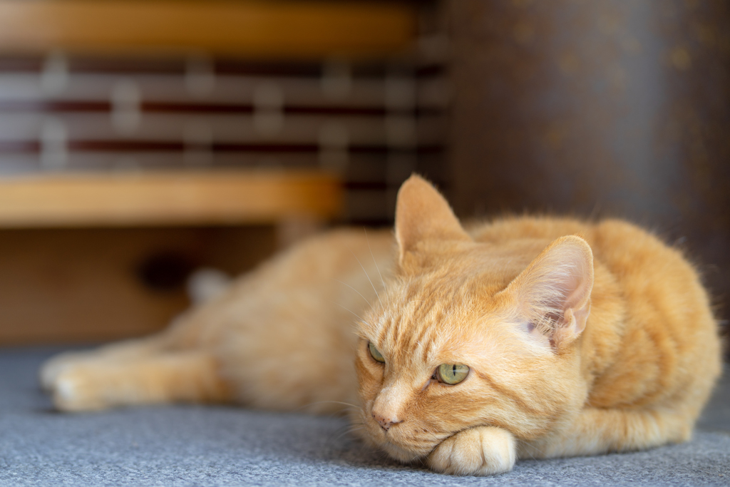 実家_猫_1