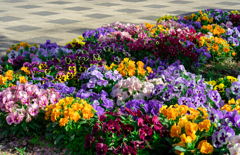 道の駅_こもち_花壇_1