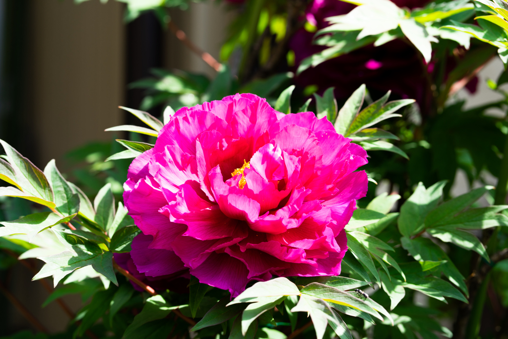 実家_花_1