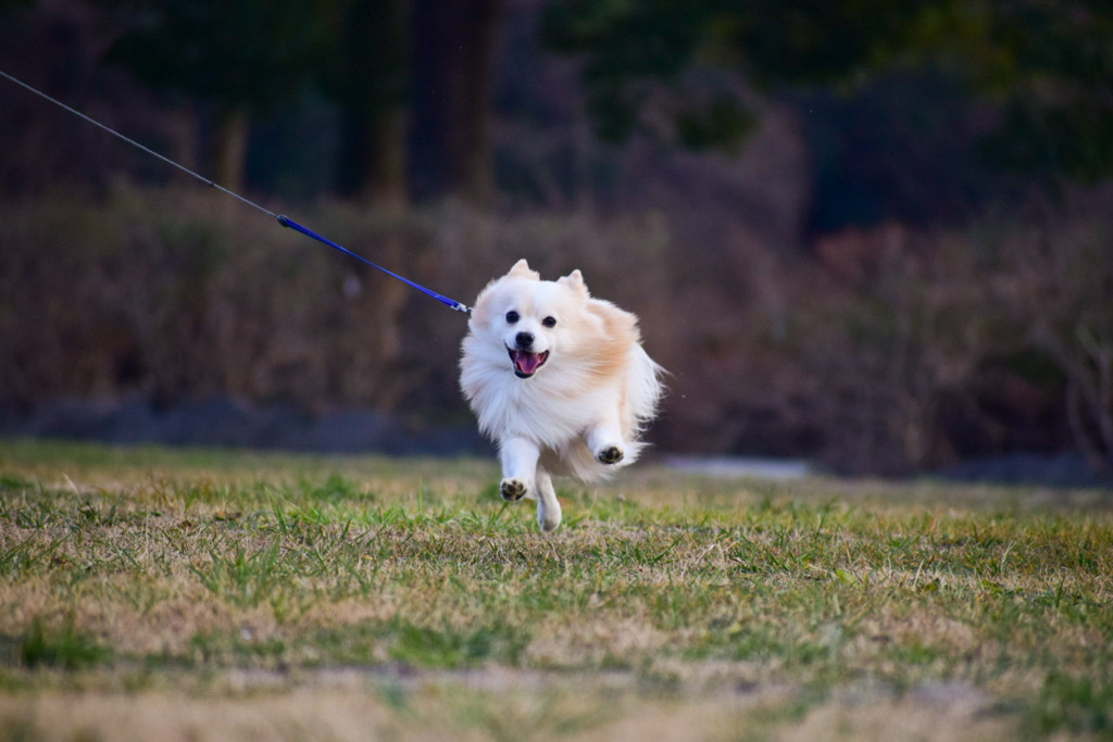 犬は喜び、駆け回る