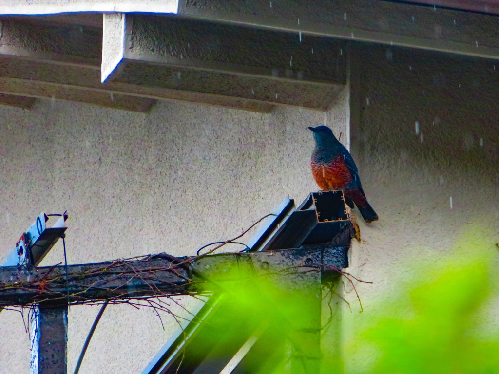 雨宿り