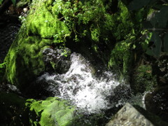 苔と水の競演