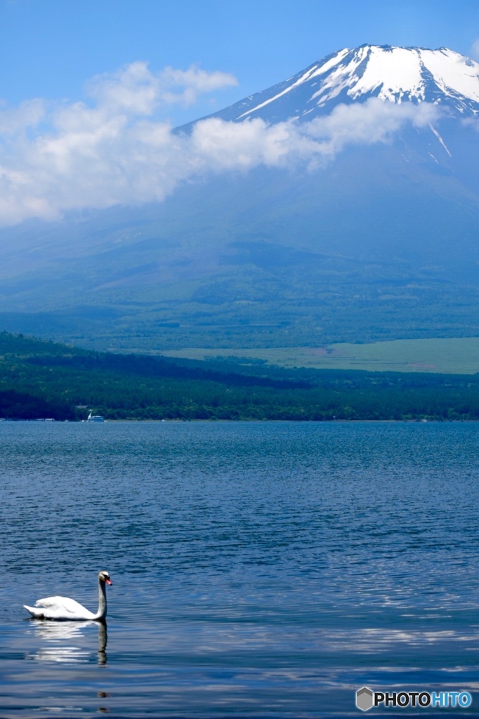 富士山と白鳥と白鳥ボート