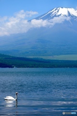 富士山と白鳥と白鳥ボート