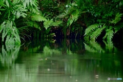 深大寺の池