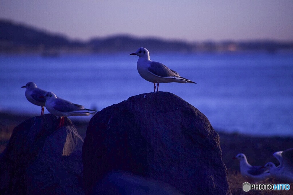 朝日を浴びるユリカモメ