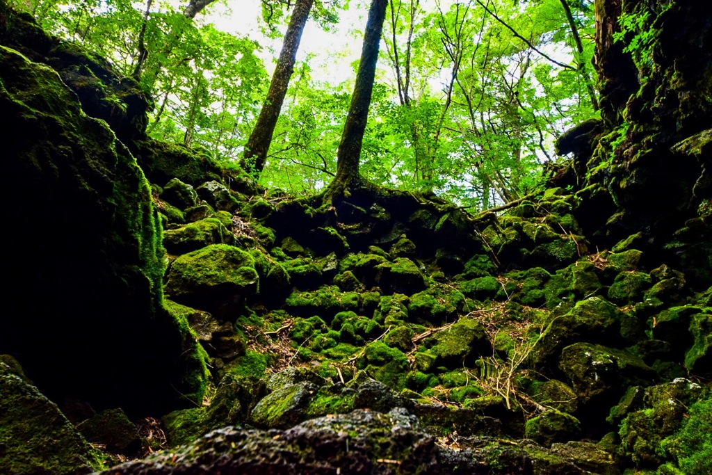 苔に誘われて·····