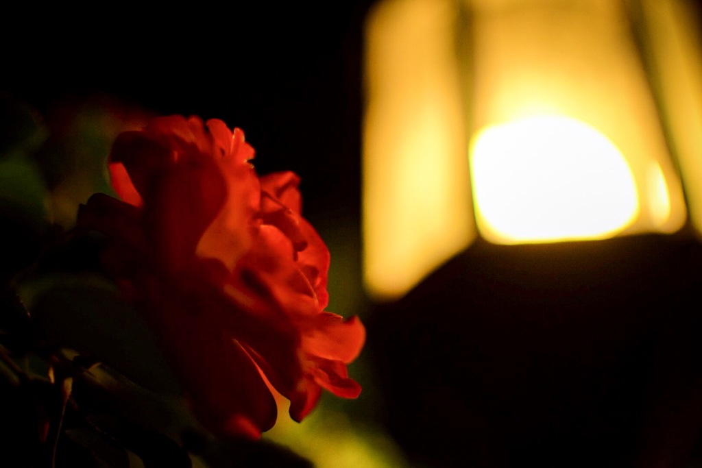 ランタンと薔薇
