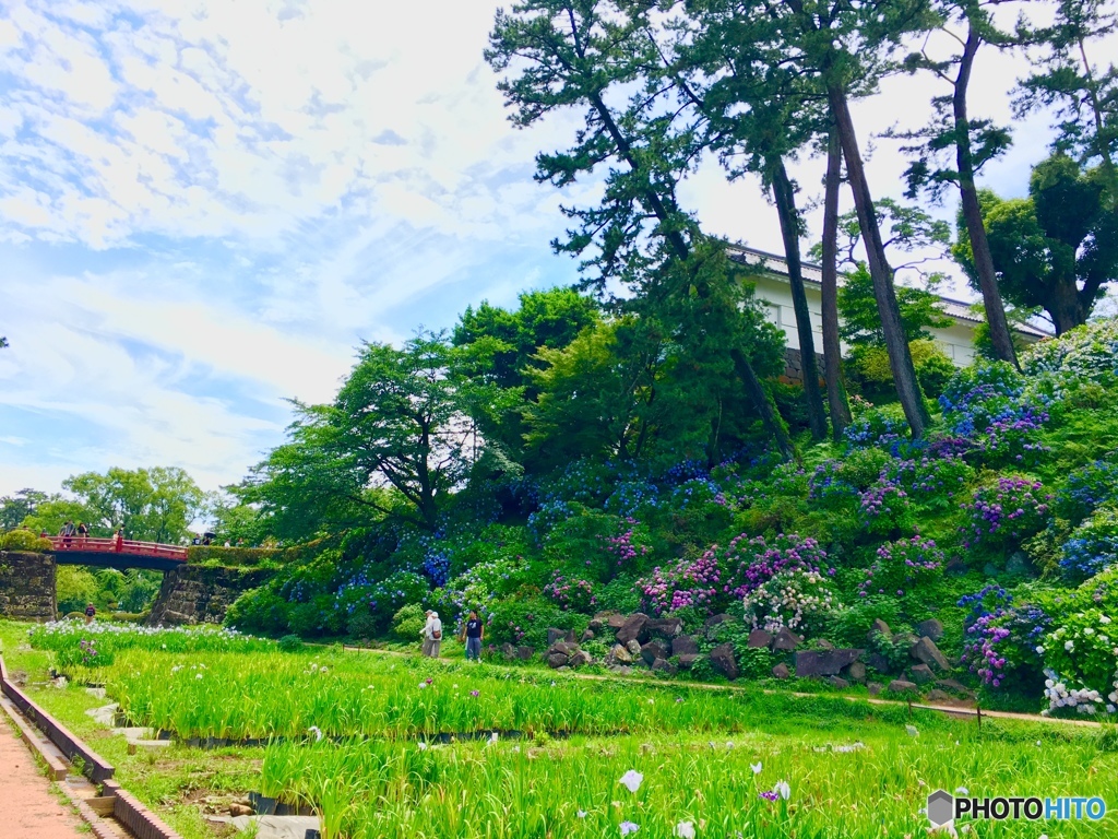 小田原城の紫陽花