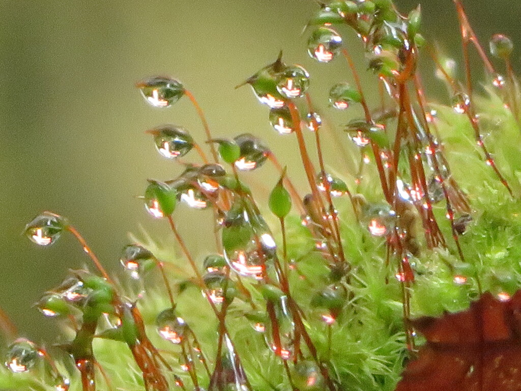 苔の世界