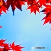 青空と楓
