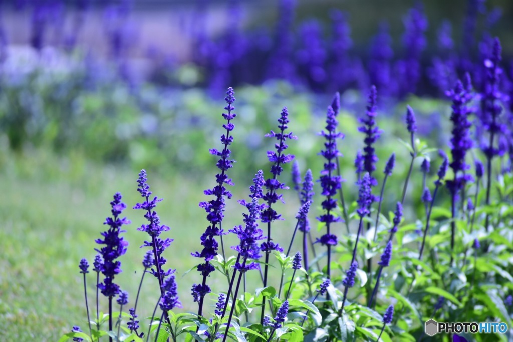 むらさきのお花畑