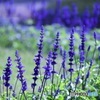 むらさきのお花畑