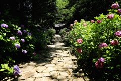 紫陽花の参道