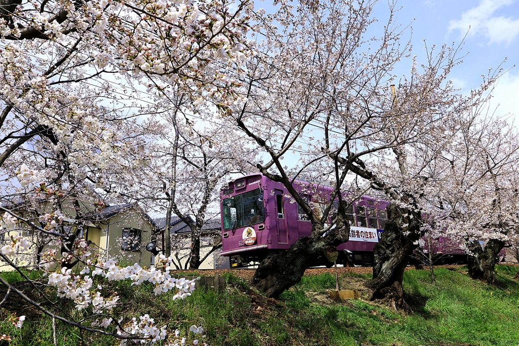桜並木の中を駆け抜ける