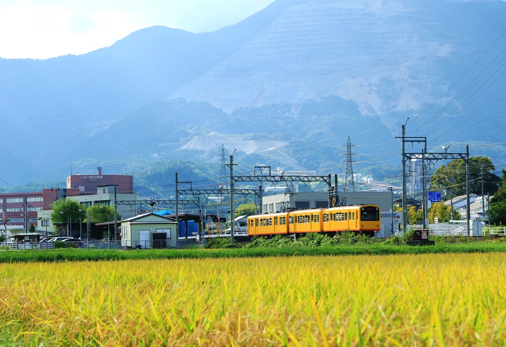 稲穂実る三岐鉄道北勢線