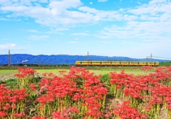 満開の彼岸花